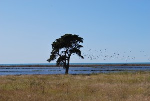 Riserva-delle-Saline-di-Tarquinia